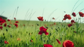 سریال کره ای بازی مرگ قسمت 08 (پایان) دوبله فارسی Death's Game 2023