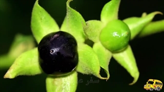 اگه به دردناکترین گیاه دنیا دست بزنین چی میشه؟