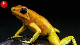 کشنده ترین و مرگبار ترین سم هایی که میتونند جون انسان رو بگیرند