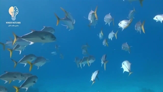 توانایی های عجیب و غریب حیوانات برای بقا