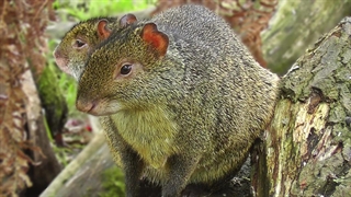 آگوتی زیبا در طبیعت