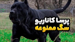 سگ پرسا کاناریو 