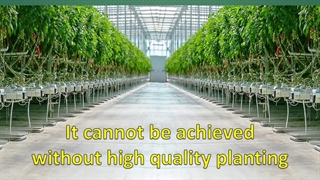 خرید بذر زن سینی نشا