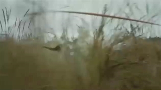 فیلم نیش و خشم Fangs & Fury