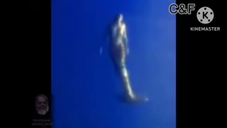 Amazing real mermaids of mako island found exposed low pitch