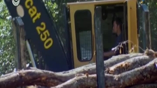 چوب بران باتلاقق. 14 دی 1403