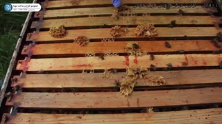 "ابزارهای زنبورداری - پارت دوم: راهنمای کامل برای زنبورداران حرفه‌ای"