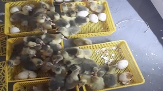 رضایت مشتری از دستگاه جوجه کشی هدایت