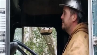 چوب بران باتلاق 6 دی 1402