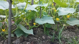 خیارای باغ من