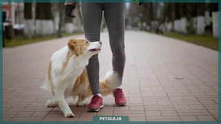 پت‌تراپی (پت درمانی) | آرامش با کمک حیوانات